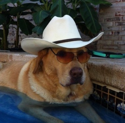 a yellow dog sitting in a pool with a cowboy hat and sunglasses