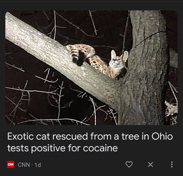 a news headline that reads "exotic cat rescued from a tree in ohio tests positive for cocaine." above the headline is a disgruntled looking serval cat stuck in a tree.