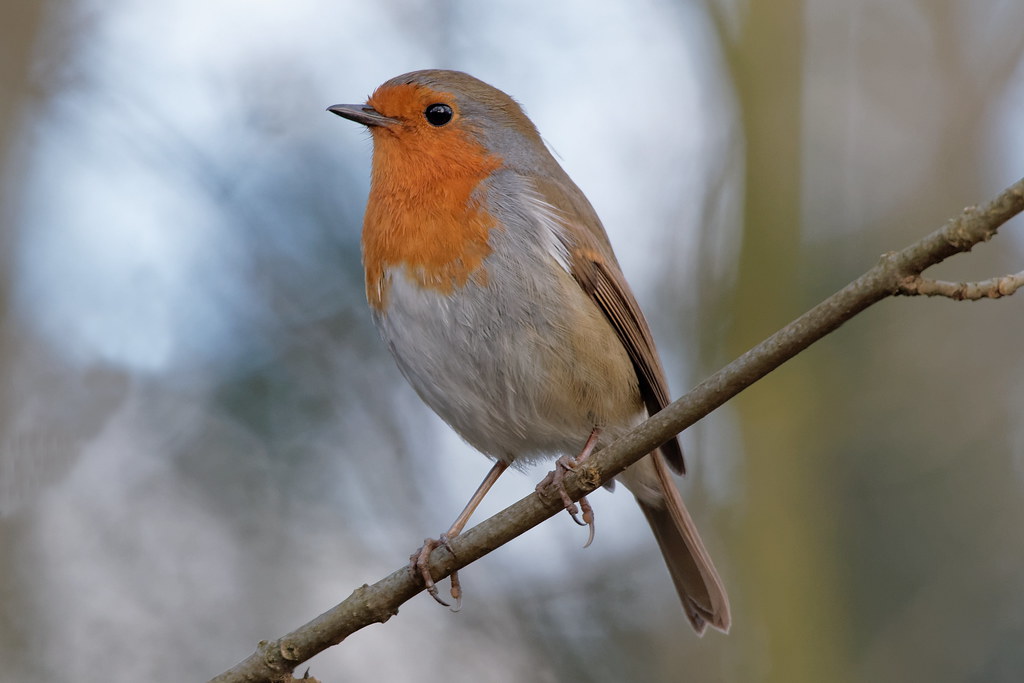 Robin "erithacus rubecula"