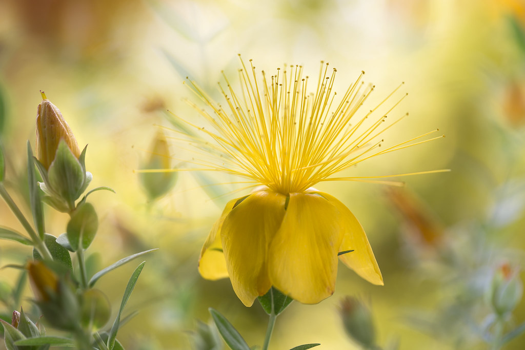 Alpine Hypericum