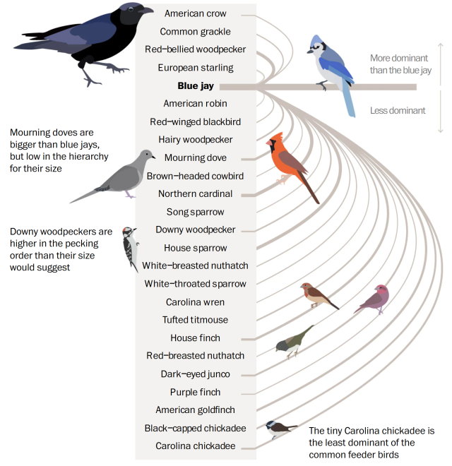 List of birds, several of them illustrated, ordered from most to least dominant: American crow, Common grackle, Red-bellied woodpecker, European starling, Blue jay, American robin, Red-winged blackbird, Hairy woodpecker, Mourning dove, Brown-headed cowbird, Northern cardinal, Song sparrow, Downy woodpecker, House sparrow, White-breasted nuthatch, White-throated sparrow, Carolina wren, Tufted titmouse, House finch, Red-breasted nuthatch, Dark-eyed junco, Purple finch, American goldfinch, Black-capped chickadee, Carolina chickadee